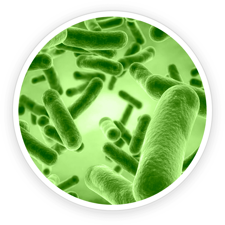B.-Coagulans.png