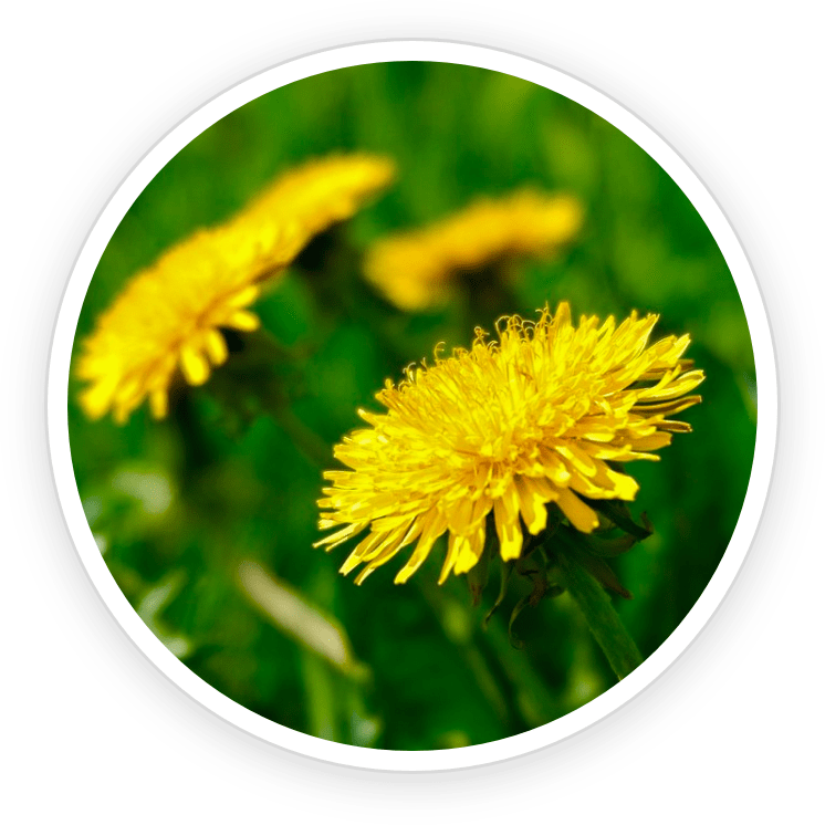 Dandelion.png