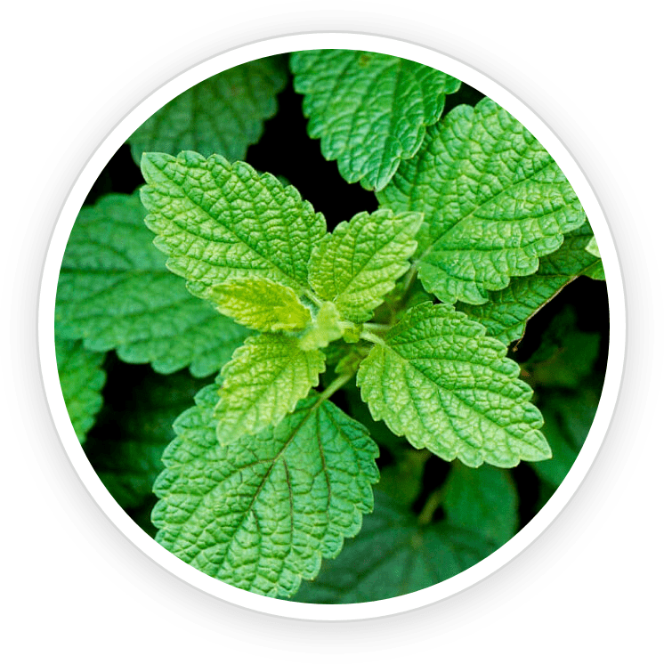 Lemon-Balm.png